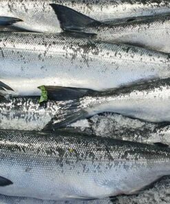 frozen fish companies